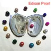Ny DIY 9-11mm Edison Pearl Oyster Fresh Water Akoya Wholesale in Shell Vakuumpackad födelsedagspresent Pearl Show
