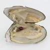 DIY de 6-8 mm de água doce akoya ostras pérolas com pérolas únicas mixadas 25 cores de alta qualidade círculo de pérolas naturais no pacote de vácuo para joias gif