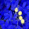 30 Pz Mimosa Pudica Semi, Balcone Fiore Semi di Piante in vaso Fogliame Prevedere Terremoti Divertimento Bashfulgrass Semi Colori Misti