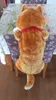 Japão Anime Shiba Inu Cão de Pelúcia Brinquedo Gigante Animais Dog Boneca Akita Brinquedos Strips San Nap Pillow para Crianças Amigo 80cm 31inch Dy50414