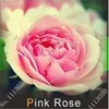50 pcs/bag rare mixed COLORS rose seeds rainbow rose seeds bonsai flower seeds black rose rare balcony plant for home garden