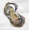 Entières 25 couleurs 67 mm Perles jumelles naturelles dans les huîtres de bricolage en eau salée Akoya Oysters avec des perles doubles à l'intérieur de Love Wish Pearl GIF7731498