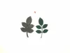 Metal Cutting Dies Tree Flower Leaves Stencil för DIY Scrapbooking Po Album Embonsing Paper Cards Dekorativa hantverk5487057