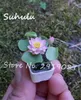 5 Stücke Mini Lotus Samen Neue Hyazinthe Teich Samen Seerose Samen Beste Keimen Lotus Blume Indoor Fissidens Blume Bonsai Diy Gartenpflanzen