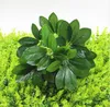 9 cabeças artificiais schafflera octophylla folhas interior bonsai árvore em vaso árvore planta árvore jardim casa sorte verde plantas