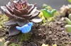 Färgglada konstgjorda fåglar Nyhetsartiklar Fairy Garden Miniatyres Moss Terrariums Harts Hantverk för DIY -heminredningar Tillbehör 4Colors