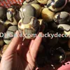 1Pc 35mm-60mm Freeform Natural Septarian Pocket Palm Stone Lucky Tumbled Saptaria Nodule Crystal Fossil Worry Stone Reiki Dragon Egg Stone