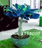 office plant bonsai