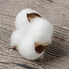 Natural and Synthetic Blend Cotton Balls Dry Flower Wedding Dried Flowers Plants Party Birthday el Courtyard Decoration Flowers7701968