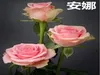 Darmowa Wysyłka Tanie Popularne nasiona Różowe Przyciąganie Kolor Różowy Purpurowy 60-częściowy Nasiona na opakowanie Home Nasiona ogrodowe