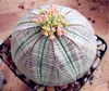 Vente chaude de plantes succulentes 100 pcs / paquet de graines d'Euphorbia Obesa, graines de fleurs de cactus très rares