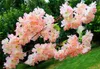 Fake Cherry Flower Branch Flower Begonia Sakura Tree Stam med grönt blad 108cm för konstgjorda dekorativa blommor