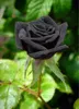 100 pçs/saco Sementes de Rosa Preta com borda vermelha, Sementes de flores de jardim populares de cor rara Arbusto Perene ou Flor de Bonsai para jardim doméstico