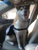 Yeni 2018 Sıcak Pet Büyük Köpek Çanta Taşıyıcı Sırt Çantası Eyer Çanta Köpekler için Köpek Seyahat Büyük kapasiteli çanta Taşıyıcılar Ücretsiz kargo