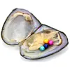 Akoya Oyster Pearl 6-7MM Round Pearl in Oysters Akoya Oyster Shell with Colouful Pearls Jewelry By Vacuum Packed 16 Pcs lot