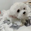 simpatico animale morbido cane maltese peluche mini animali di peluche sdraiati cani da compagnia bambola regalo per bambini decorazione auto 35x12x14 cm DY501387557432