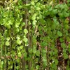 60pcs 2.4M Ivy League artificielle scindapsus aureus feuilles vigne Malus spectabilis vigne vigne vigne plantes maison jardin décoration