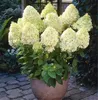 100 pcs/bag Hydrangea Paniculata 'vanilla Fraise' strawberry hydrangea seed bonsai flower seeds potted plant for home garden