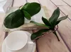 Nätverksexplosionsmodeller känner Phalaenopsis Orchid Leaf Leaves Mini Feel Artificial Flowers Plants Floral GA691619060