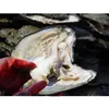 2018 Atacado Big ostra pérola Cinco anos aquicultura 20-30 pcs pérolas individualmente embalado a vácuo Cultivadas fresco Oyster Pearl Farm Fornecimento