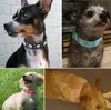 2018 Hot vendas Didog Rhinestone Dog Collar Diamante Pet Colar Bling Coleiras de Couro Do Gato Azul Rosa Preto Vermelho Para Pequenos Cães de Médio