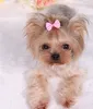 犬の髪の弓をクリップペット猫の子犬のグルーミングヘアアクセサリーのためのストライプボウルデザイナー5色ミックスwx9786779811