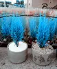 Exotic Italian Blue Cypress Tree Seed 20 Pcs Indoor Outdoor Desk Ornamental Plants, Rare Christmas Tree Perennial Flower Pots Planters