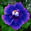 100 pcs/bag giant hibiscus flower seeds giant hibiscus seed rare bonsai flower seeds outdoor plant seeds for home garden easy to grow