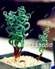 200 stks lente gras zaden vetplanten plant gras zaden diy bonsai pottuin huis exotische plant spiraal gras bonsai zaden