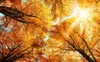 dokunmamış Duvar Kağıdı Tavan HD fantezi sonbahar akçaağaç orman güvercinleri HD zenith fresk masaüstü duvar kağıdı