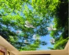 Personalizzato Grande soffitto murale Carta da parati 3D Stereo Foresta di bambù, cielo blu Natura Paesaggio foto Murale Soffitto Wallpapers