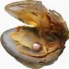 (Free shipping by dhl 2-5 days) wholesale AAAA6-7mm vacuum packed freshwater pearl oyster, pearl color is 20# natural purple