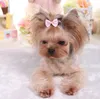 Hond Haar Bogen Clip Pet Cat Puppy Grooming Gestreepte Kommen voor Haaraccessoires Designer 5 Kleuren Mix HH7-1262