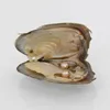 Süßwasser-Zwillinge Perlen in Austern 25 Farben Perlen Austernperlen mit Vakuumverpackung Luxusschmuck Geschenk für Frauen