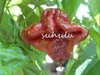 Awans !!! 200 sztuk Karolina żniwiarz, gorące nasiona chili nasiona pieprzu Pikantne warzywa Semillas Sweet Pepper może jeść DIY ogrodowe rośliny