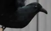 wholesale Artificial Crow Black Bird Raven shooting Props Decor For Halloween Display Event Party Bar DIY Decoration Supplies