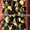 1Pc 35mm-60mm 자유형 자연 Septarian Pocket Palm Stone 행운의 돌연변이 Saptaria 결절 수정 화석 걱정 스톤 Reiki Dragon Egg Stone