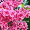 Fake Waterfall Cherry Blossom Flower Branch Begonia Sakura Tree Stem with Green Leaf 108cm for Artificial Decorative Flowers