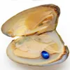 Oval Oyster Pearl 2018 New 6-8mm #9 Dark Blue Freshwater Natural Pearl Gift Bulk Decoration Vacuum Packaging Wholesale Free Shipping