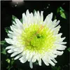 200 PCS中国の母植物chrysanthemum種子ホームガーデンのための珍しい多年生の花の植物植物混合カラー1600208