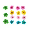 Vendita calda !!!! Multi modelli differenti Asciugato fiore secco per punte acriliche gel UV Nail Art Decoration