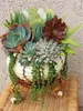 200 peças/saco mais vendido! Sementes de cactos suculentas Lótus Lithops Bonsai Plantas Casa Jardinagem Vasos de flores Varanda sementes de flores