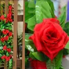 Fiori artificiali di vite di edera con rose di seta finte da 245 cm con foglie verdi per la decorazione domestica di nozze Decorazione ghirlanda appesa