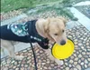 Ciotola pieghevole per cani da compagnia in silicone da 350 ml con moschettone Cat Dog Puppy Food Water Feeding Piatto da viaggio Ciotole pieghevoli portatili Alimentatore 11 colori
