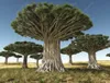 10 stks / tas Dragon Blood Tree (Dracaena Sanderiana) Dracaena bomen vier seizoenen groengroene vaste planten boom zaden bloemzaden