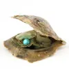 Ronde Oyster Pearl 6-8 mm Nieuw 27 Mix Color Big Zeewater Gift Diy Natural Pearl Losse kralendecoraties Vacuümverpakking Groothandel