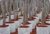 Bolsas de tecido não-tecidas Belas potenciômetros de plantação para plantações de proteção ambiental sacos Substitute Flowerpot Flowerpots de pano nutritivo