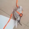 Verstelbare trainingswandeling vogel papegaai riem lopende kabel nylon tractie touw harnas reptile haged harnas riem veelkleurig huisdieren speelgoed