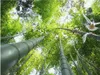 papel de parede quarto Alta definição tridimensional estética floresta de bambu voando pombo topo zenith murais