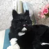 Dorimytraderかわいいリアルな動物横たわる猫のぬいぐるみ